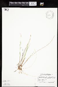 Carex pauciflora image