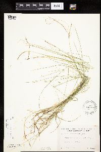Carex pauciflora image
