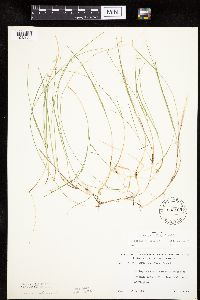 Carex pauciflora image