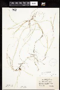 Carex pauciflora image