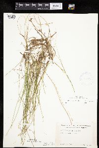 Carex pauciflora image