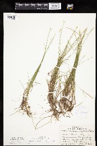 Carex pauciflora image