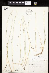 Carex pauciflora image