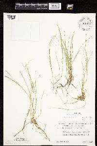 Carex pauciflora image