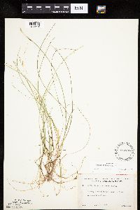 Carex pauciflora image