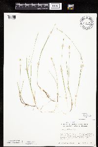 Carex pauciflora image