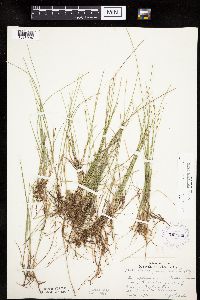 Carex pauciflora image
