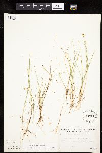 Carex pauciflora image
