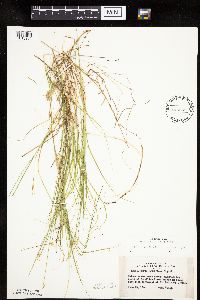 Carex pauciflora image
