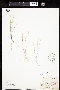 Carex pauciflora image