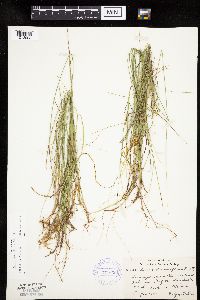 Carex pauciflora image