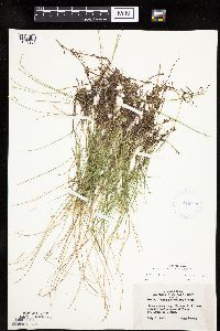 Carex pauciflora image