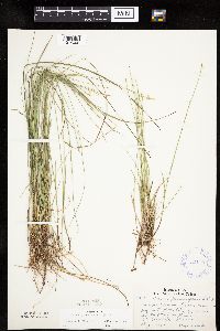 Carex pauciflora image