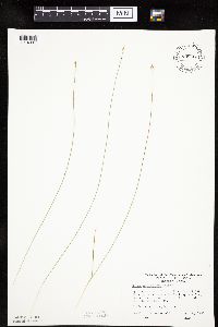 Carex pauciflora image