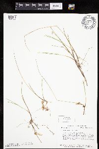 Carex pauciflora image