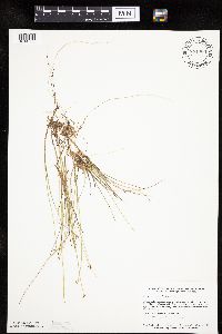 Carex pauciflora image