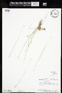 Carex pauciflora image