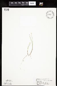 Carex pauciflora image