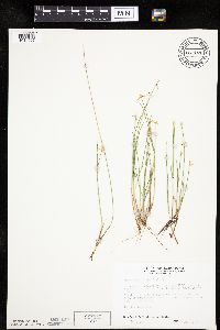 Carex pauciflora image