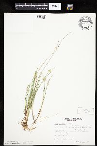 Carex pauciflora image