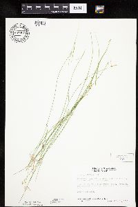 Carex pauciflora image