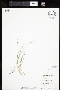 Carex pauciflora image