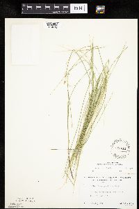 Carex pauciflora image