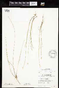 Carex pauciflora image