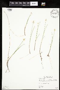 Carex pauciflora image