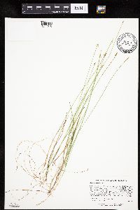 Carex pauciflora image