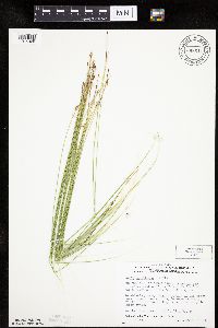 Carex pauciflora image