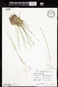 Carex pauciflora image