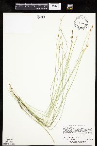 Carex pauciflora image