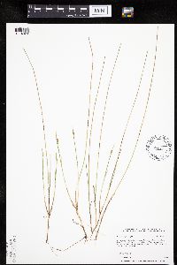 Carex pauciflora image