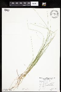Carex pauciflora image