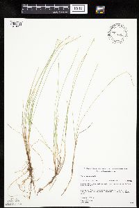 Carex pauciflora image