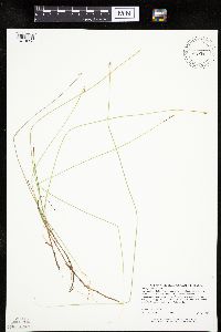 Carex pauciflora image