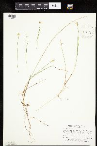 Carex pauciflora image