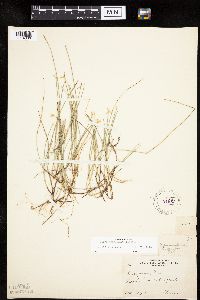 Carex pauciflora image