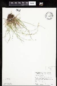 Carex peckii image