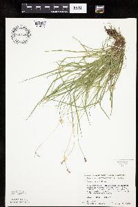 Carex peckii image