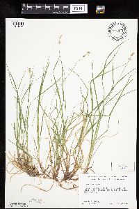 Carex peckii image