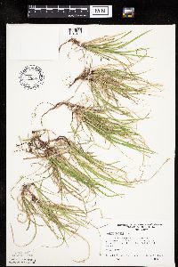 Carex peckii image