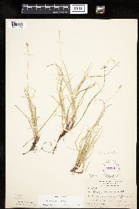 Carex peckii image