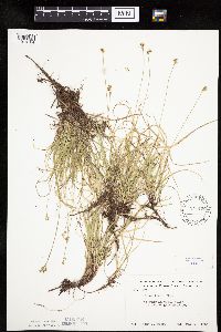 Carex peckii image