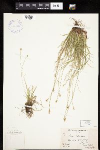 Carex peckii image
