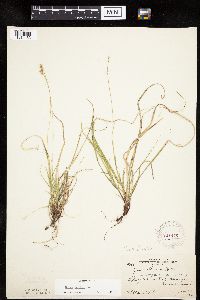 Carex peckii image