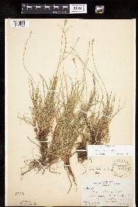 Carex peckii image