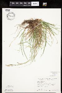 Carex peckii image
