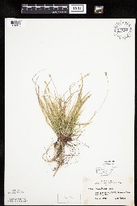 Carex peckii image